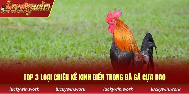 Top 3 loại chiến kê kinh điển trong đá gà cựa dao